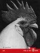 Life Magazine, April 26, 1937 - Leghorn Rooster