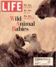 Life Magazine, May 1, 1995 - Wild Animal Babies, Lions