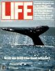 Life Magazine, July 1, 1979 - Endangered Whales