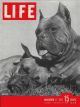 Life Magazine, November 17, 1947 - Boxer dogs
