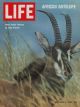 Life Magazine, December 5, 1969 - Antelope