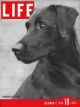 Life Magazine, December 12, 1938 - Champion Labrador Retriever
