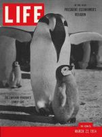 Life Magazine, March 22, 1954 - Emperor penguin