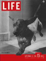 Life Magazine, September 23, 1946 - Dachshund