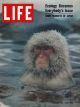 Life Magazine, January 30, 1970 - Snow monkeys