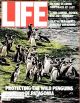 Life Magazine, April 1, 1984 - Penguins